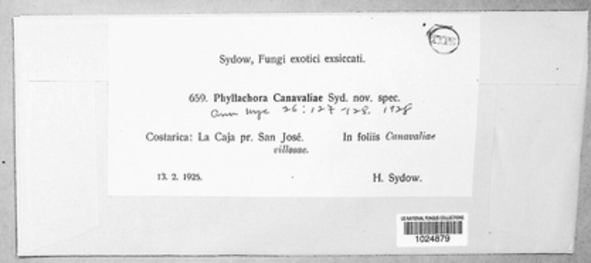 Phyllachora canavaliae image
